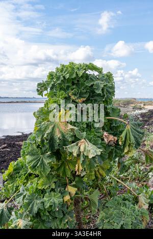 Meerkohl (Crambe maritima) wächst an der Küste in Hampshire, England, Großbritannien Stockfoto