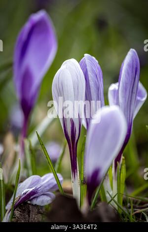 Hübsche Krokusblüten in Blüte an einem Frühlingstag, mit einer geringen Tiefe des Feldes Stockfoto