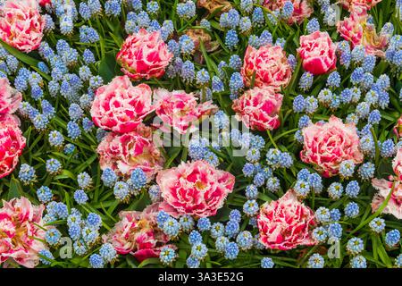 Blumenbeet mit rosa Tulpen und blauem Muscari oder Traubenhyazinthen im Tulpengarten Keukenhof in Lisse, Niederlande Stockfoto