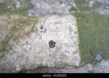 Cat Pfow-Abdrücke, die in einen Betonweg eingeprägt sind. Hintergrundbild für Tierspuren. Beschädigter Zementboden. Stockfoto