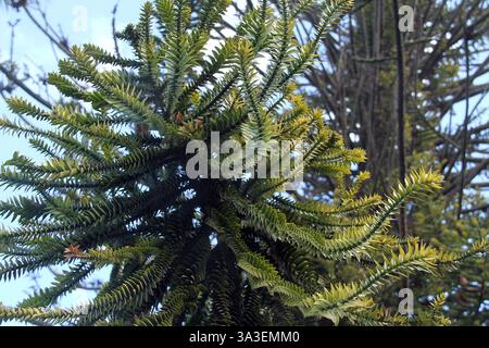 Ein Affen-Puzzlebaum in Ostuni, Italien Stockfoto
