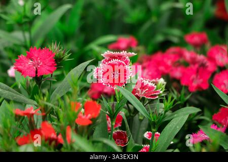 Dianthus (Nelke) blüht im Garten. Blumen im Garten in hellen Farben. Abstrakter natürlicher Hintergrund. Pinkfarbene Blüten, die simultan blühen Stockfoto