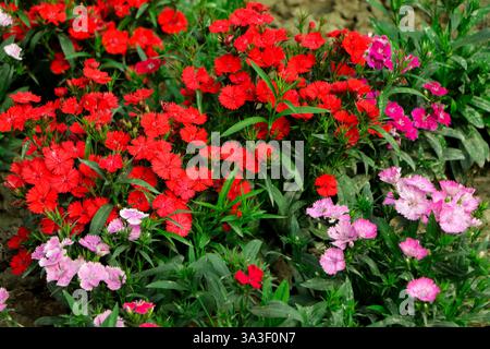 Dianthus (Nelke) blüht im Garten. Blumen im Garten in hellen Farben. Abstrakter natürlicher Hintergrund. Pinkfarbene Blüten, die simultan blühen Stockfoto