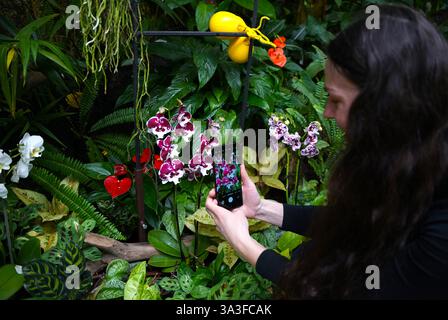 Prag, Tschechische Republik. März 2025. Ein Besucher macht Fotos von Orchideen, die am 15. März 2025 im Prager Botanischen Garten in Prag, Tschechien, ausgestellt sind. Vom 7. Bis 23. März findet hier eine Orchideenausstellung statt. Quelle: Dana Kesnerova/Xinhua/Alamy Live News Stockfoto