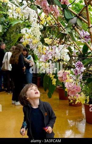 Prag, Tschechische Republik. März 2025. Ein Junge sieht Orchideen im Prager Botanischen Garten in Prag, Tschechien, am 15. März 2025. Vom 7. Bis 23. März findet hier eine Orchideenausstellung statt. Quelle: Dana Kesnerova/Xinhua/Alamy Live News Stockfoto