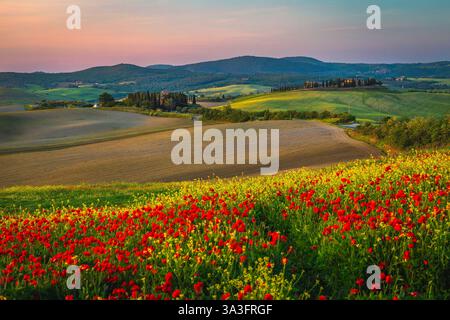 Wunderschöne Sommerlandschaft mit blühenden roten Mohnblumen und bunten Blumen in der Nähe des gepflügten Hanges. Blumige Hügel bei Sonnenuntergang, Toskana, Italien, Europa Stockfoto