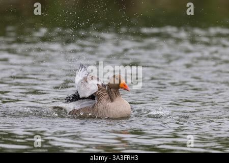 Rosafarbene Gans, die auf einem Teich plätschert Stockfoto