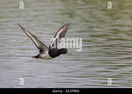 Getuftete Ente im Flug über Wasser Stockfoto