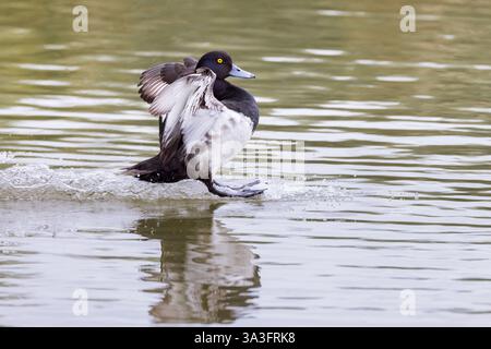 Tufted Ente (Aythya fuligula) landet im Wasser Stockfoto