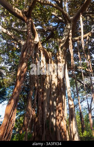 Riesige Moreton Bay Feige oder australisches Banyan (Ficus macrophylla) im botanischen Garten in Puerto de la Cruz auf Teneriffa, Kanarischen Inseln, Spanien Stockfoto