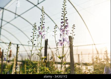 Schöne Pflanzen oder Blumen im Gewächshaus. Stockfoto