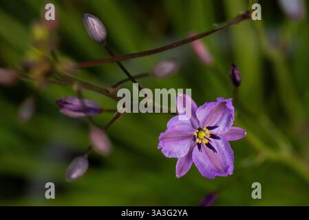 Schokoladenlilie: Dichopogon strictus: Ehemals Anthropodium strictum Stockfoto
