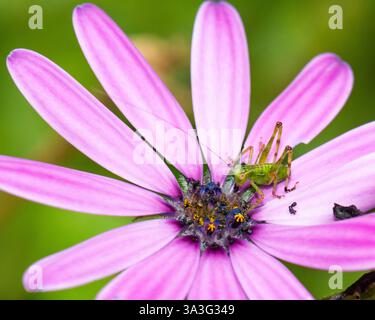 Grüner Grashüpfer auf violettem afrikanischen Gänseblümchen Stockfoto