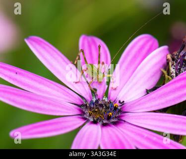Grüner Grashüpfer auf afrikanischem Gänseblümchen Stockfoto