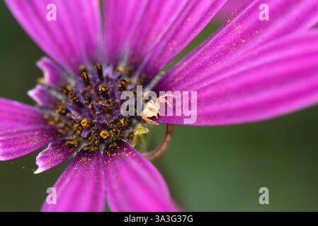Winzige Spinne und afrikanische Gänseblümchen, die sie gegessen hat Stockfoto