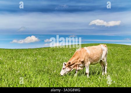 Lonely cow grazing on a meadow with fresh green grass Stockfoto