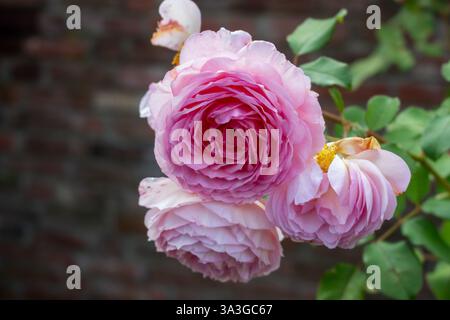 Romantische Rosen: Rosa Blumen vor einer Ziegelmauer. Stockfoto