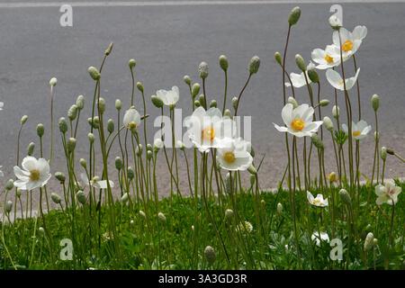 Anemonen sylvestris weiße Blumen bepflanzt entlang der Straße Stockfoto