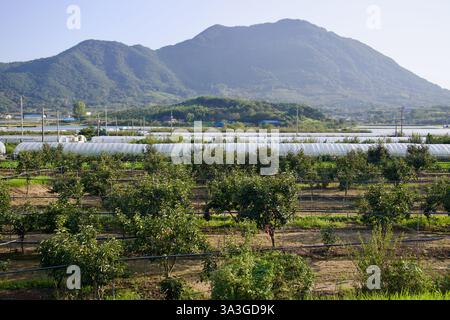 Gurye County, Südkorea - 3. Oktober 2021: Ein üppiger Obstgarten mit ordentlich angeordneten Obstbäumen erstreckt sich über den Vordergrund, während Reihen von Gewächshäusern Stockfoto