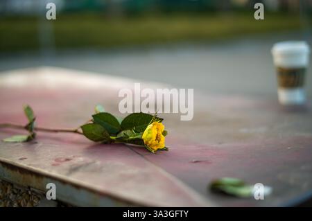 Eine gelbe Rose liegt auf einer verwitterten Oberfläche, eine Kaffeetasse verschwimmt im Hintergrund. Die Szene weckt ein Gefühl von ruhiger Besinnung und flüchtiger Schönheit Stockfoto