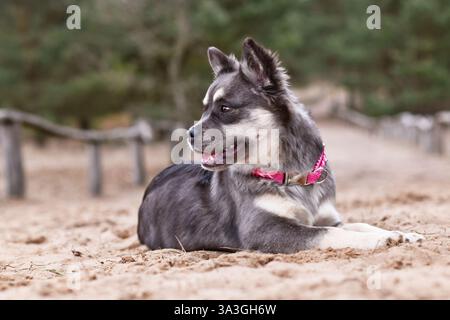 Niedliche französische Bulldog x Sibirische Husky Hundemischung mit rosa Kragen, die im Sand liegen Stockfoto