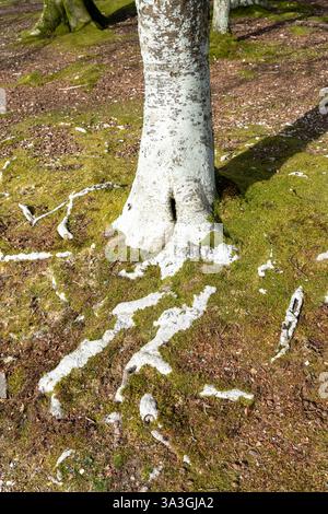 Weiße Flechte an Stamm und Wurzeln eines Baumes im New Forest UK Stockfoto
