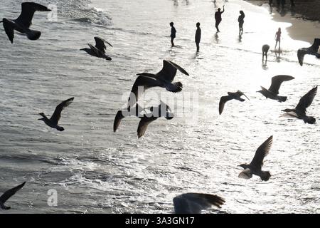 Möwen fliegen über den Strand Stockfoto