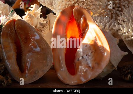 Große Muscheln auf einem lokalen Markt in Kep, Kambodscha Stockfoto