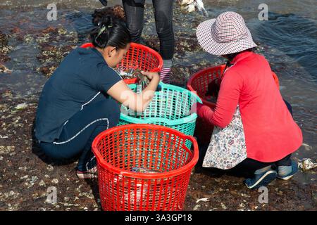 Frauen sortieren Krabben zum Verkauf auf einem lokalen Markt in Kep, Kambodscha Stockfoto