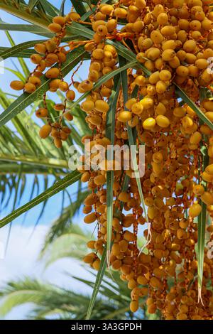 Gelbe Datteln auf einer Palme Stockfoto