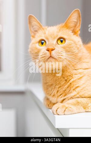 Niedliche Katze, die auf der Kommode im Zimmer sitzt. ingwerkatze sitzt auf dem Tisch. Katze mit großen Augen. Vertikales Foto Stockfoto