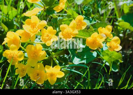 Die Blüte von Caltha palustris, auch bekannt als Sumpfmarigold oder Königskegel Stockfoto