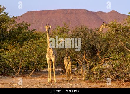 Gruppe von Giraffen in der Wildnis, Damaraland, Namiibia, Afrika Stockfoto