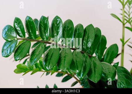 Ein langer Zweig von Zamioculcas in Nahaufnahme unter natürlichem Licht. Die glänzend grünen Blätter reflektieren sanftes Sonnenlicht und zeigen eine reichhaltige Textur und Struktur. A Stockfoto