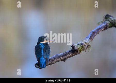 Eisvogel, Alcedo athis, sitzt auf einem Ast Stockfoto