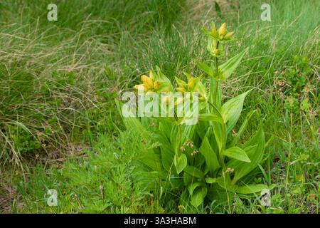 Gentiana punctata, allgemein bekannt als gefleckter Enzian. Stockfoto