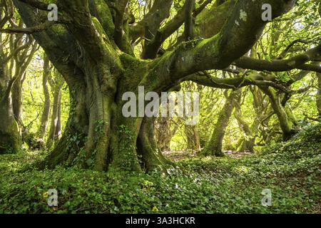 Waldlandschaft. Ein mächtiger knorriger alter Baum in einem Wald in Cornwall. Moos auf dem Stamm, Efeu (Hedera) auf dem Boden. Cornwall, England, Großbritannien Stockfoto