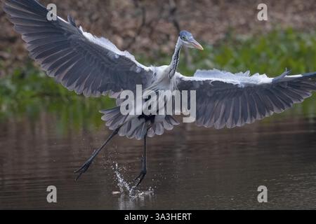 Cocoirei-Reiher (Ardea cocoi), fliegen, im Flug, Pantanal, Inland, Feuchtgebiet, UNESCO-Biosphärenreservat, Weltkulturerbe, Feuchtbiotop, Mato Gross Stockfoto