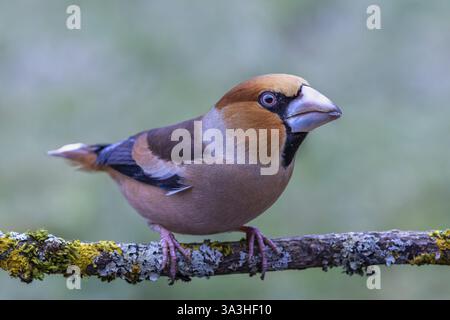 Männlicher Falkenfink (Coccothraustes coccothraustes) auf einem von Flechten bewachsenen Baumzweig, geschützter Wald, Schwarzwald, Deutschland, Europa Stockfoto