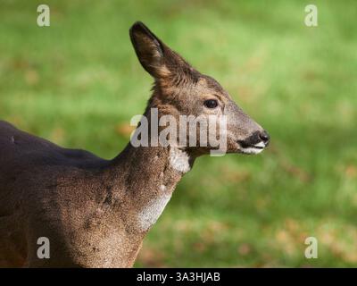 Reh-Hirsch (Capreolus capreolus) im Wald, Inverness-shire, Scottish Highlands, Großbritannien Stockfoto