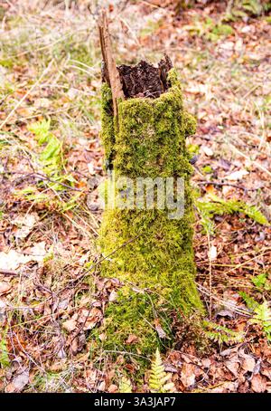 Dundee Templeton Woods im Frühling bietet eine ungewöhnliche Waldlandschaft mit Tamarisken und Haarkappen-Moos, die auf alten Bäumen in Schottland, Großbritannien, wachsen Stockfoto