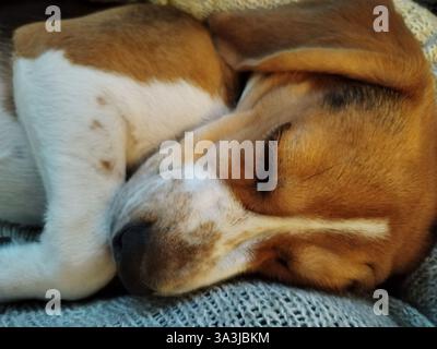 Beagle Porträt des Hundes, schlafender Hund Stockfoto