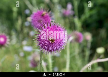 Biene sammelt Pollen auf Distelblüte Stockfoto