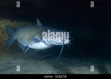 Kanalwels versteckt sich in einer dunklen Höhle Stockfoto