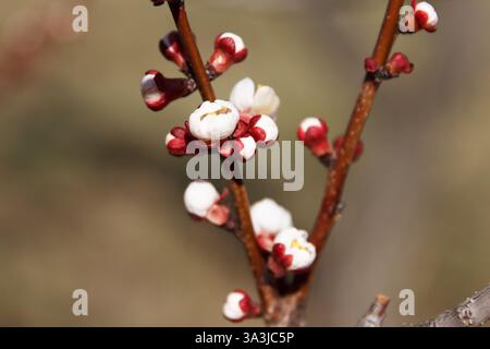 Schöner frühlingsblühender Kirschbaum, weiße Blumen auf dem Hintergrund Stockfoto