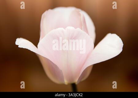 Hellrosa schöne Blumen- und Tulpenstruktur in Nahaufnahme, vor dunklem Hintergrund Stockfoto