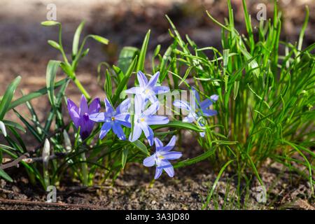 Scilla luciliae ist eine blühende Pflanze in der Familie der Sparagaceae, Scilla Sekt Chionodoxa, Bossiers Pracht des Schnees oder Luciles Pracht des Schnees in Sprin Stockfoto