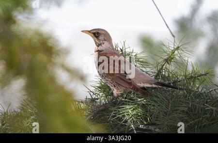 Soor sitzt auf einem Ast vor mir auf einem Baum Stockfoto