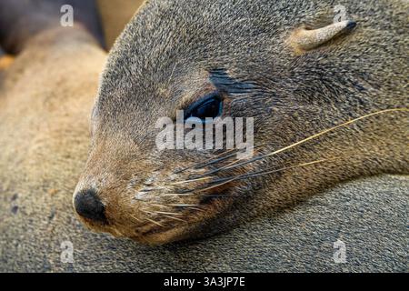 Nahaufnahme einer Robbe mit dem Kopf auf einer anderen Robbe, Cape Cross, Afrika Stockfoto