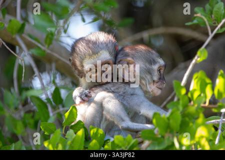 Zwei Säuglingsaffen (Chlorocebus pygerythrus) in einem Baum, umgeben von kontrastierenden grünen Blättern, im Kruger-Nationalpark, Südafrika. Stockfoto